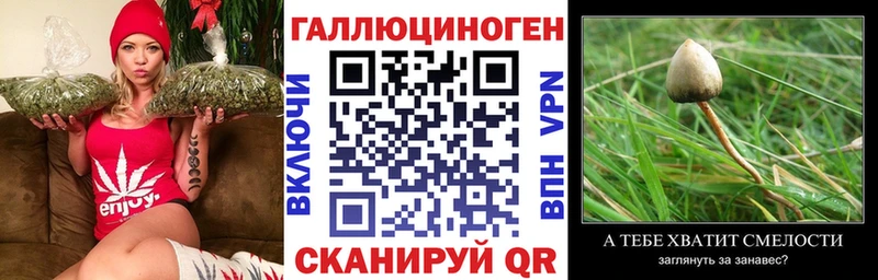 Купить закладки  Тихвин  Галлюциногенные грибы Psilocybe 